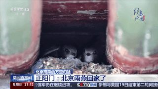 想知道北京雨燕的“安家指南”和“育儿宝典”吗?速来围观 想知道北京雨燕的“安家指南”和“育儿宝典”吗?速来围观