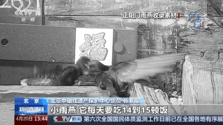 想知道北京雨燕的“安家指南”和“育儿宝典”吗?速来围观 想知道北京雨燕的“安家指南”和“育儿宝典”吗?速来围观