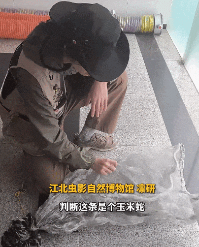 浙江一小区惊现神秘白蛇，消防员出手，背后身份竟然是……