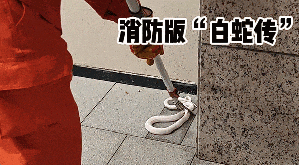 浙江一小区惊现神秘白蛇，消防员出手，背后身份竟然是……