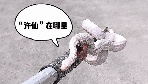 浙江一小区惊现神秘白蛇，消防员出手，背后身份竟然是……