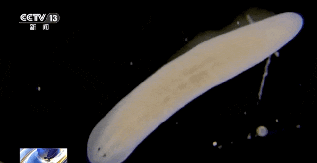 “生物界孙悟空”,首次上太空! “生物界孙悟空”,首次上太空!