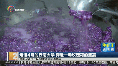云南大学玫瑰宴冲上热搜，预约方式看这里→