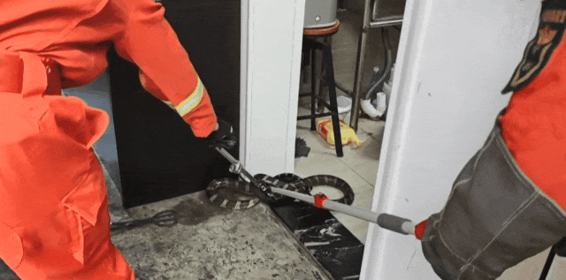 2米剧毒眼镜王蛇“住”民宿,还“爱”上了消毒柜? 2米剧毒眼镜王蛇“住”民宿,还“爱”上了消毒柜?