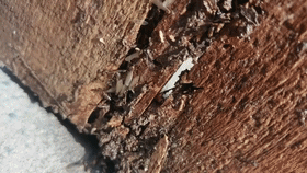 密密麻麻！阜阳一小区出现！破坏性极强！