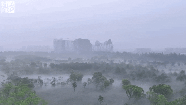 上海“下雪”了?有网友拍到了!今早这一幕惊艳 上海“下雪”了?有网友拍到了!今早这一幕惊艳