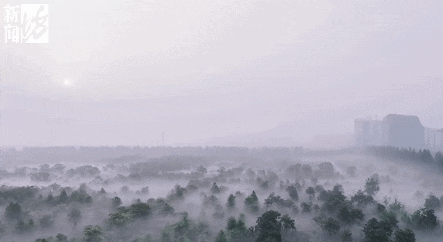上海“下雪”了?有网友拍到了!今早这一幕惊艳 上海“下雪”了?有网友拍到了!今早这一幕惊艳