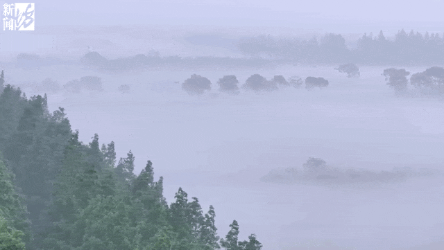 上海“下雪”了?有网友拍到了!今早这一幕惊艳 上海“下雪”了?有网友拍到了!今早这一幕惊艳