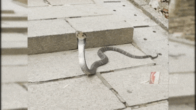 网传广东两公园惊现眼镜蛇，长度均超一米！近期毒蛇活跃，园方提醒→