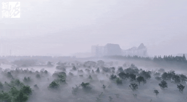 上海“下雪”了?有网友拍到了!今早这一幕惊艳 上海“下雪”了?有网友拍到了!今早这一幕惊艳