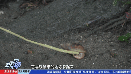 雨后街头大量出现！提醒：不能碰不能吃