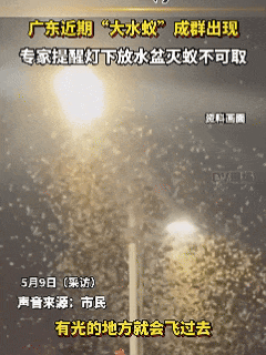 近期广东有大水蚁成群出现，专家提醒→