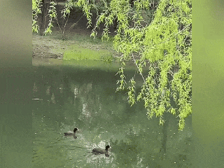 瞧这“两口子” 相伴你我 !体育公园里“白骨顶鸡一家”又飞回来了 瞧这“两口子” 相伴你我 !体育公园里“白骨顶鸡一家”又飞回来了