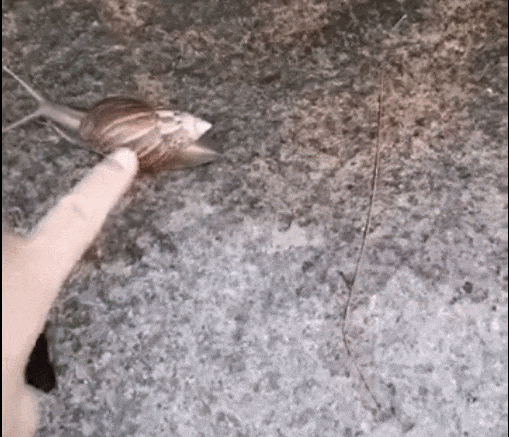 提醒！雨后遇到这种大蜗牛千万别碰