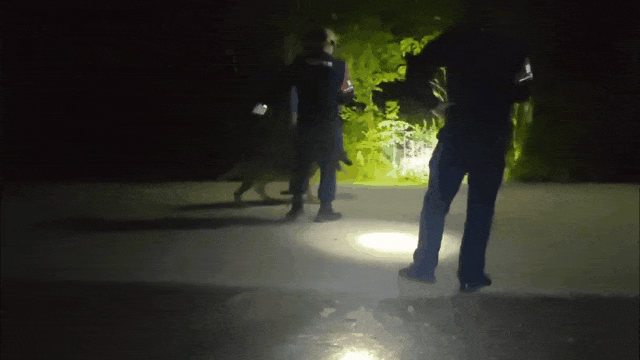 才3岁!合肥“虎威”立功了 才3岁!合肥“虎威”立功了