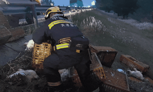 12000只小鸡滞留京沪高速！有些快“热晕”了