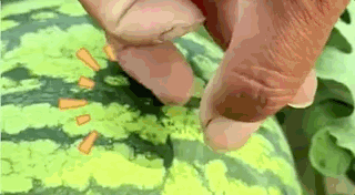 河南90后小伙每天拍拍西瓜,日入1600元!网友:感觉我也可以 河南90后小伙每天拍拍西瓜,日入1600元!网友:感觉我也可以