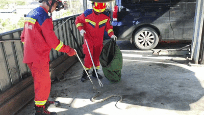 小心！近日，贵州多处有蛇出没→