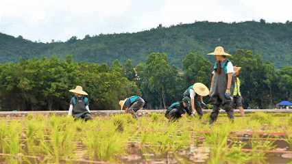 你怎么不看手机啊?“勿扰,在种地!” 你怎么不看手机啊?“勿扰,在种地!”
