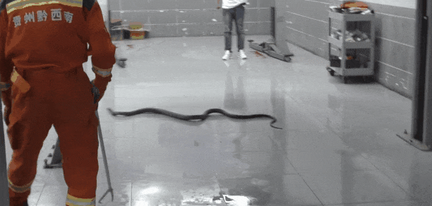 啊啊啊啊啊啊啊啊啊啊~车内有蛇！这么……大！