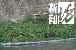 上海市中心也有了？引发担忧！此前多区已发现，千万别碰！远离！让官方动手