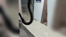 公园惊现两条大蛇缠斗！系无毒滑鼠蛇在抢地盘！蛇类活动高发期，这些要注意！