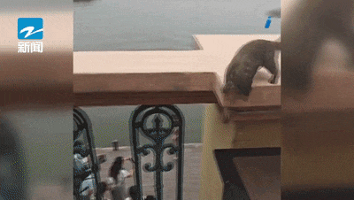 萌翻全网!西湖边又一幕火了!有餐厅订桌量涨了近三倍 萌翻全网!西湖边又一幕火了!有餐厅订桌量涨了近三倍