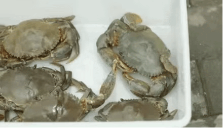 凶险！螃蟹夹个小伤口，她被送进ICU抢救……医生提醒