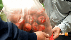 羡慕我都说累了!云南绿化带水果又开始免费送市民 羡慕我都说累了!云南绿化带水果又开始免费送市民