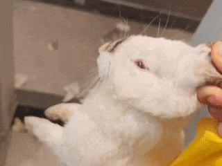 傻眼了!租客失联后留下满屋垃圾和一只兔子,管家收房惊呆:没有下脚的地方 傻眼了!租客失联后留下满屋垃圾和一只兔子,管家收房惊呆:没有下脚的地方