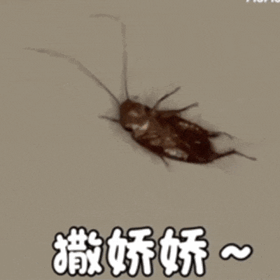 广东网友:“蟑螂会咬人”,疾控专家提醒→ 广东网友:“蟑螂会咬人”,疾控专家提醒→