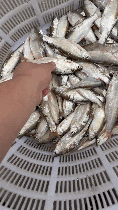 35元一斤!浙江一地特有的美味上市了,去晚了根本买不到 35元一斤!浙江一地特有的美味上市了,去晚了根本买不到