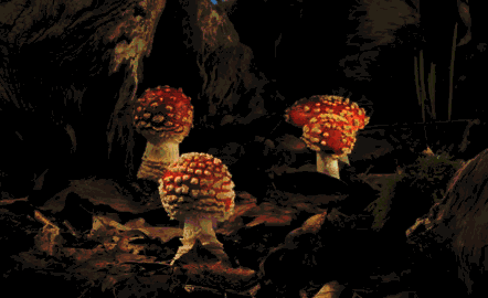 一家6口进ICU,其中5岁孩子病危!采蘑菇要提防“致命陷阱” 一家6口进ICU,其中5岁孩子病危!采蘑菇要提防“致命陷阱”