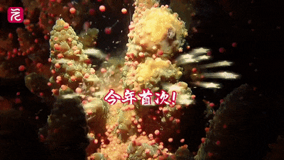 今年首次!深圳大鹏海域鹿角珊瑚大规模产卵,形成“海底繁星”奇观 今年首次!深圳大鹏海域鹿角珊瑚大规模产卵,形成“海底繁星”奇观