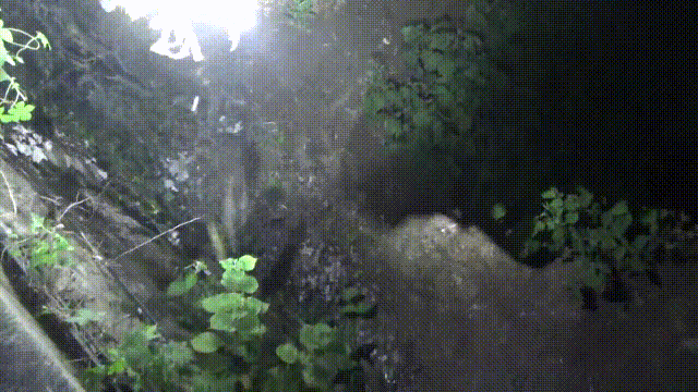 近期河南多地频现“蛇出没”，消防紧急提醒→