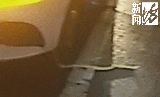 事发上海长宁区！男子开车途中突然吓懵！挡风玻璃惊现“黑影”...