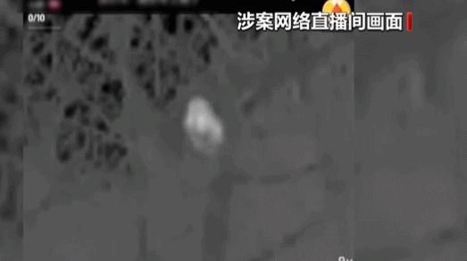 辽宁一男子为“涨粉”直播猎鸟,造成大量鸟类死亡,已被警方采取刑事强制措施 辽宁一男子为“涨粉”直播猎鸟,造成大量鸟类死亡,已被警方采取刑事强制措施