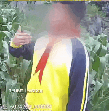 小学生察觉路边植物模样奇特，手机识别一看，立即报警