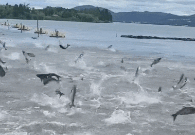 水太烫脚?西湖惊现"飞鱼"奇观!是地震前兆吗?多方回应 水太烫脚?西湖惊现"飞鱼"奇观!是地震前兆吗?多方回应