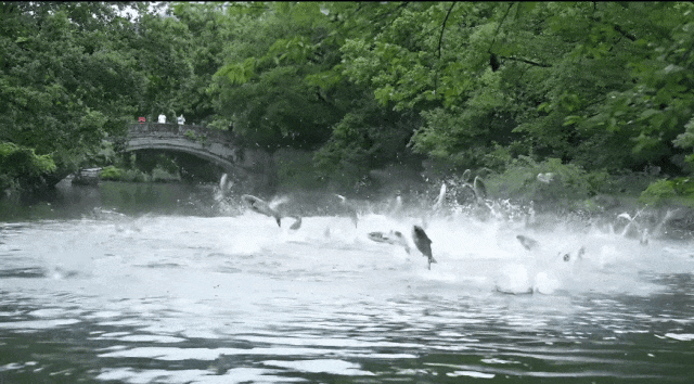 “百鱼起飞”，被指是地震前兆？专家回应