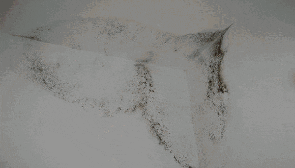 最近不少人家中出现,赶快清理! 最近不少人家中出现,赶快清理!