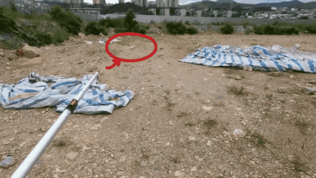 花溪惊现“黄金蟒”,贵阳消防紧急前往抓捕 花溪惊现“黄金蟒”,贵阳消防紧急前往抓捕