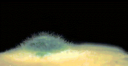 最近不少人家中出现,赶快清理! 最近不少人家中出现,赶快清理!