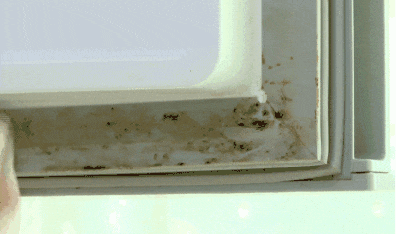 家里最脏的一个地方,却被很多人忽视了(不是厕所) 家里最脏的一个地方,却被很多人忽视了(不是厕所)