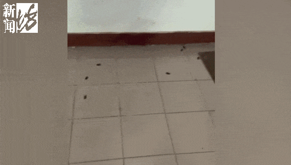 一天50只蟑螂窜出!大家疯狂跺脚!上海独居女子,年轻时光鲜,老了却让家人颜面扫地? 一天50只蟑螂窜出!大家疯狂跺脚!上海独居女子,年轻时光鲜,老了却让家人颜面扫地?