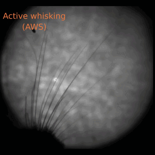 老鼠的胡须不仅能“摸”,还能用来“听”? 老鼠的胡须不仅能“摸”,还能用来“听”?