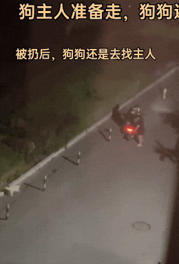 两人凌晨将狗反复扔进绿化带,小狗哀嚎挣扎试图返回却被扔更远 两人凌晨将狗反复扔进绿化带,小狗哀嚎挣扎试图返回却被扔更远