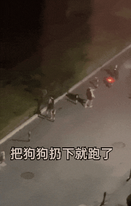 两人凌晨将狗反复扔进绿化带,小狗哀嚎挣扎试图返回却被扔更远 两人凌晨将狗反复扔进绿化带,小狗哀嚎挣扎试图返回却被扔更远