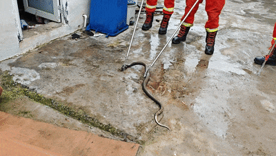 厕所惊现眼镜蛇!消防员抓捕时,它发出“嘶嘶”威胁声 厕所惊现眼镜蛇!消防员抓捕时,它发出“嘶嘶”威胁声