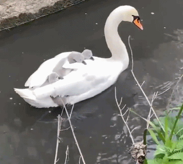 门~前~大桥下，游过一只……不，是两只！